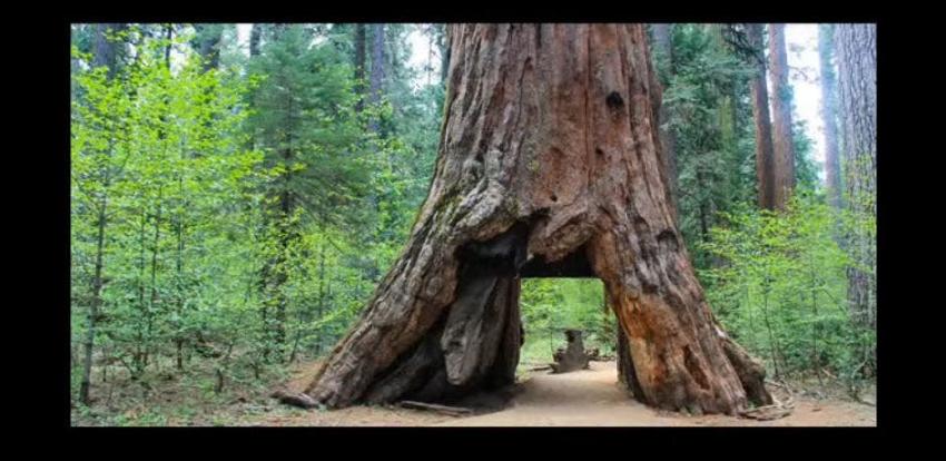Tormenta derriba icónico "árbol túnel" de California