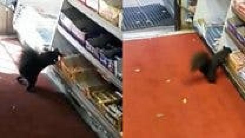[VIDEO] Las ardillas que roban chocolates de una tienda (y enloquecen a sus dueños)