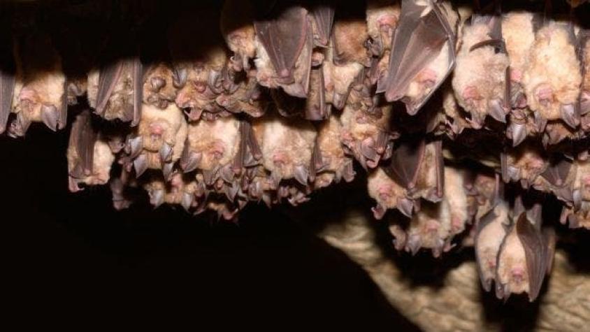 El murciélago vampiro que está dejando de consumir sangre de ave para chupar sangre humana