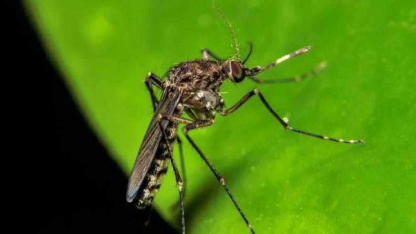 Qué es la fiebre de oropouche, la enfermedad parecida al zika que amenaza con propagarse por América