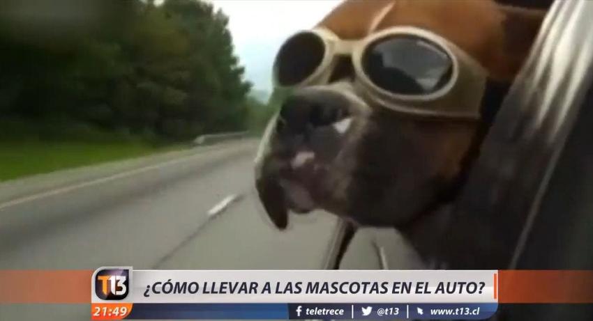 [VIDEO] ¿Cómo llevar de forma segura las mascotas en el auto?