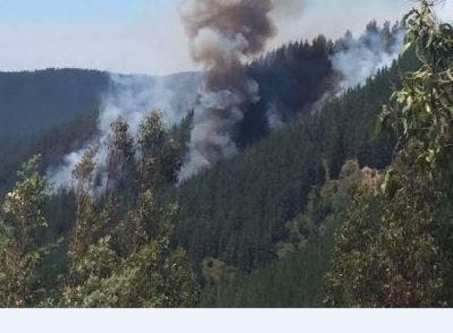 Onemi declara alerta roja por incendio forestal en Vichuquén