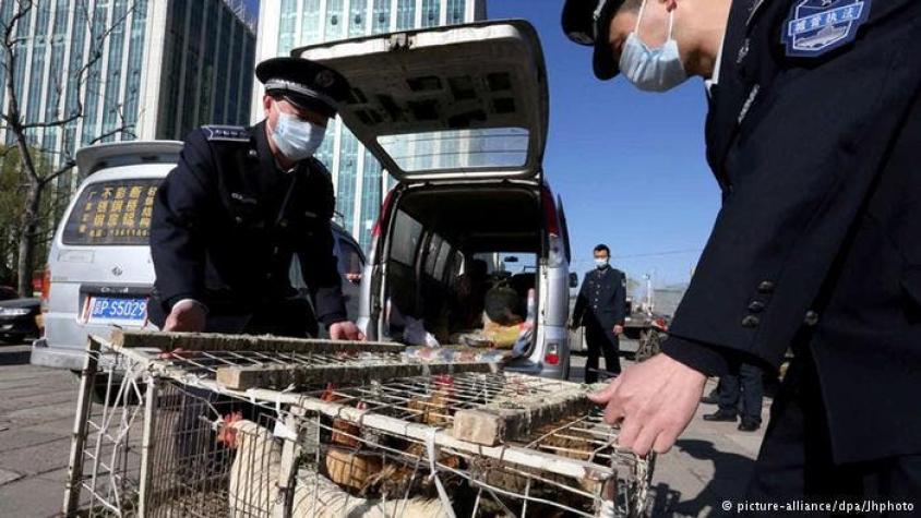 China: más de 20 muertos por gripe aviar desde diciembre