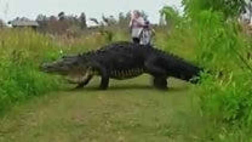 El caimán gigante que parece un dinosaurio y que se paseó tranquilamente en un parque de Florida
