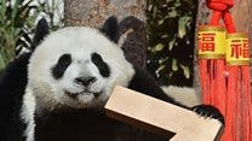 [VIDEO] Cachorros de panda gigante dan la bienvenida al año nuevo chino