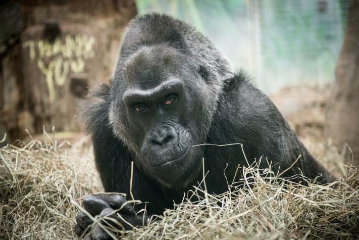 Muere "Colo", la gorila en cautiverio más longeva del mundo