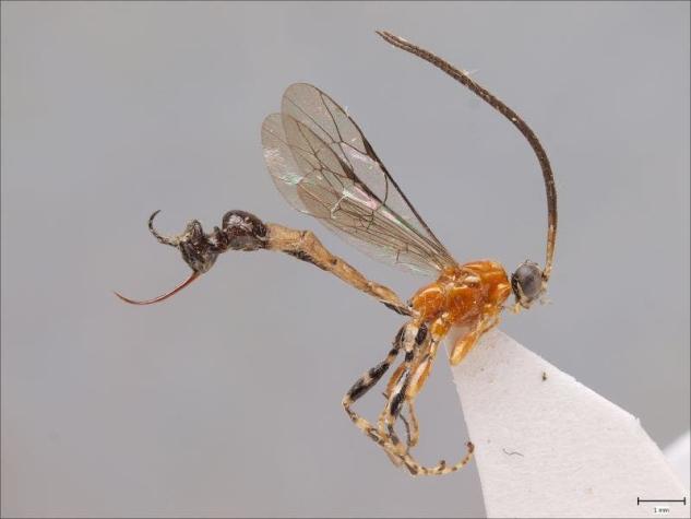 Avispa amazónica evolucionó para tener un trasero que asemeja una hormiga