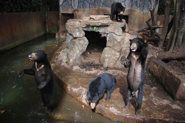 El lamentable estado de desnutrición de los osos malayos de un zoológico en Indonesia