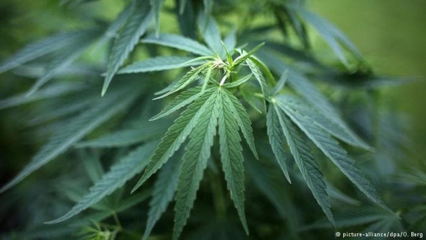 Alemania permite uso de cannabis con receta médica