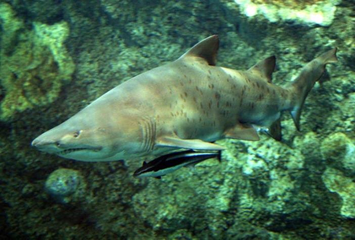 Afortunado submarinista sobrevive a ataque de tiburón de 4 metros en Australia