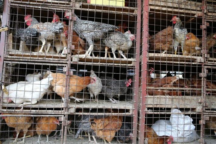 OMS: alerta máxima ante rápida propagación de la gripe aviar