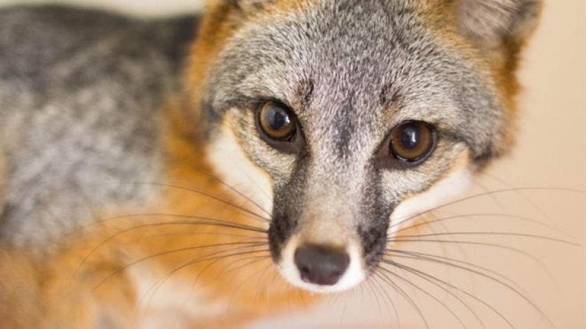Perfume de puma: la astuta artimaña del zorro para engañar a sus depredadores