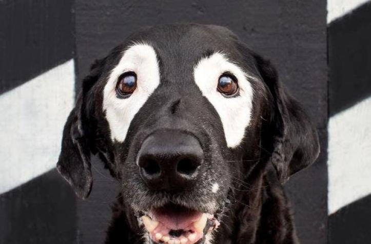 Conoce a "Rowdy", el perro que se convirtió en el símbolo de las personas con vitiligo