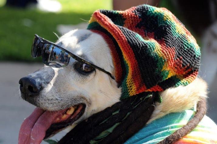 Estudio científico lo comprueba: la música favorita de los perros es el reggae