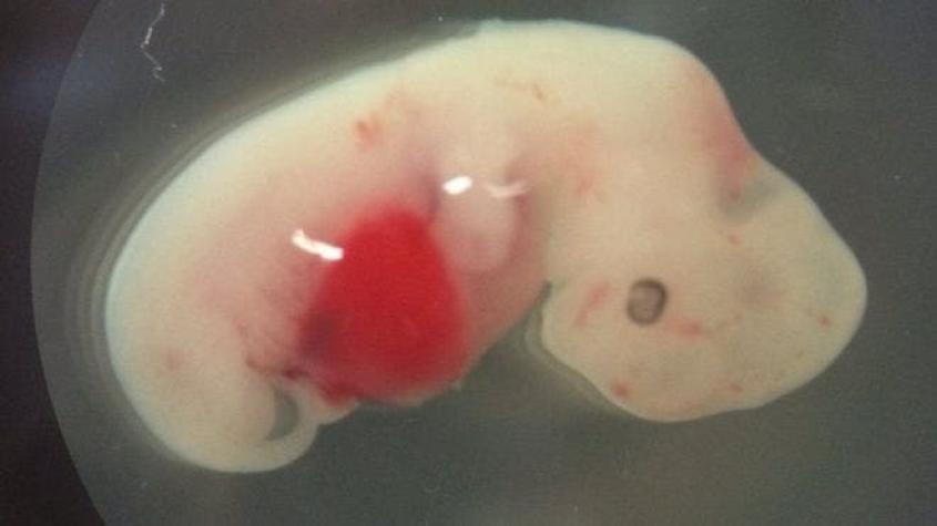 "Quimera": los controvertidos embriones de cerdo que tienen células humanas