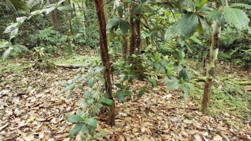 Inyecciones de veneno y miles de reinas: qué hay en los jardines del Diablo del Amazonas