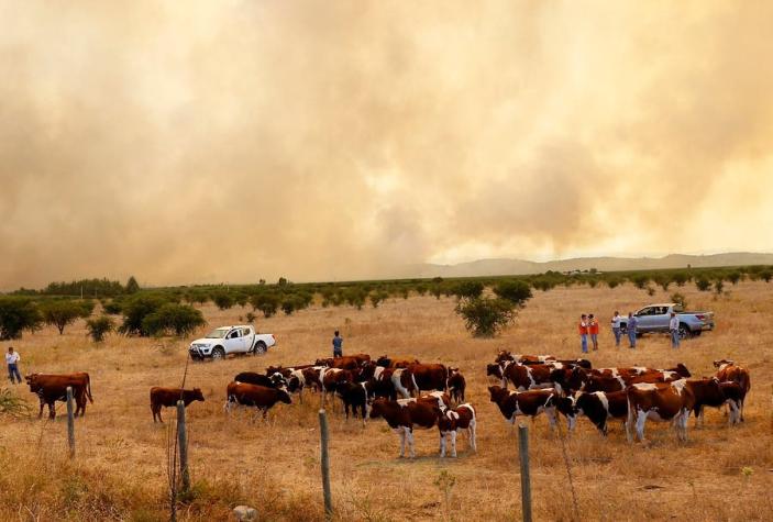 Gobierno anuncia entrega de forraje para ganado en zonas castradas por incendios