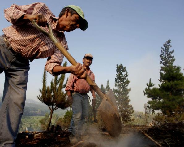 Corporación de la Madera defiende actividad forestal en medio de incendios que afectan al país