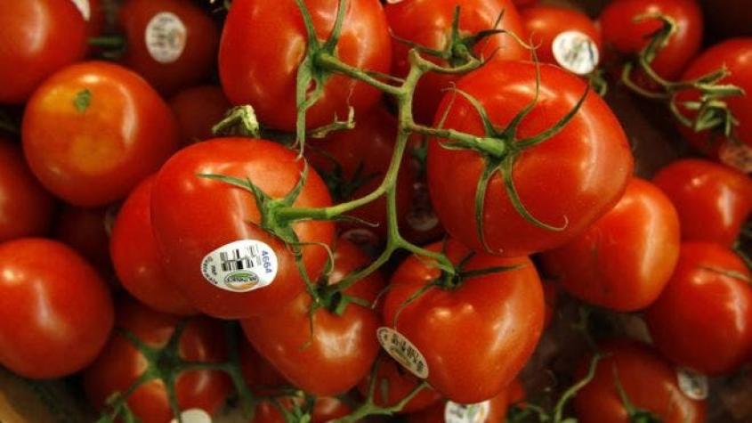 ¿Por qué los tomates de ahora no tienen gusto a nada?