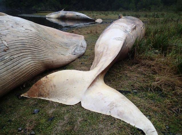 Cientos de ballenas mueren encalladas en la costa de Nueva Zelanda