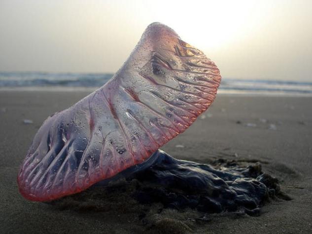 Seremi de Salud autorizou o uso das praias afetadas pelo Pe.