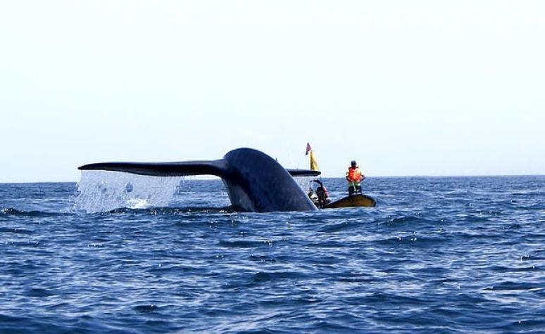 Se duplica número de ballenas avistadas en Pacífico mexicano