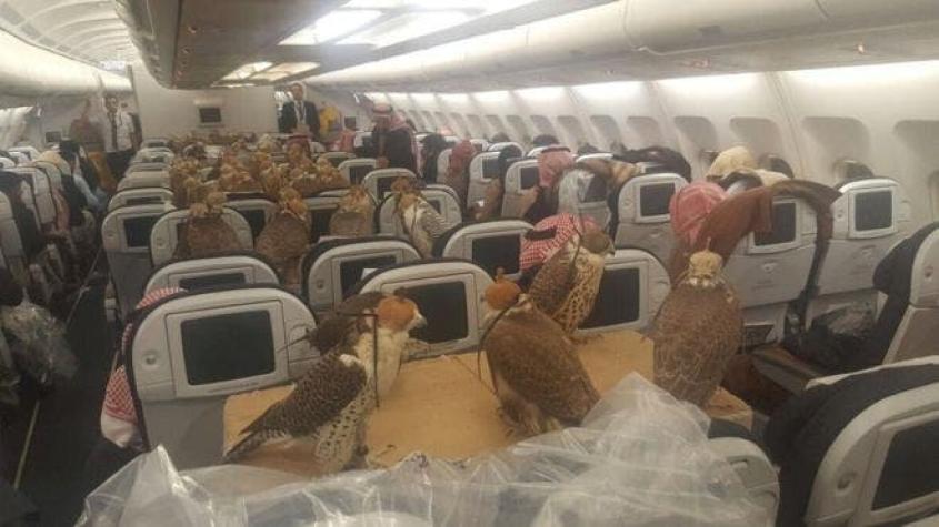 ¿Pasajeros inusuales?: la curiosa práctica de los halcones que vuelan... en avión