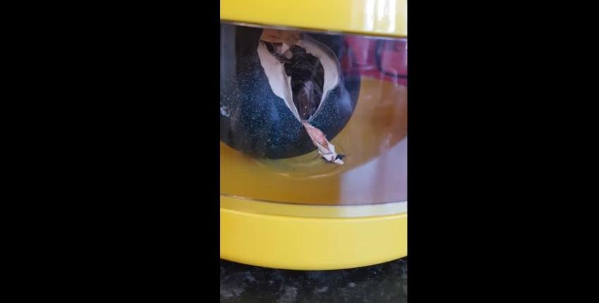 La increíble sorpresa que se llevó una mujer al comprar un huevo decorativo por internet