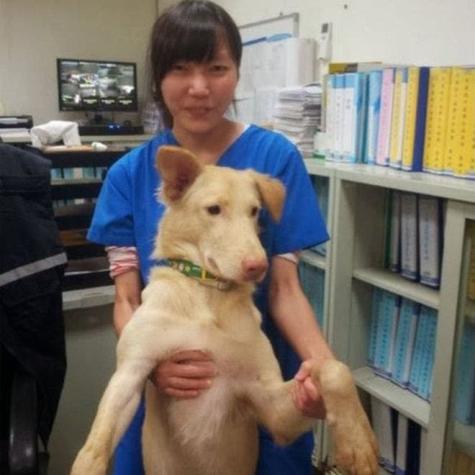 La veterinaria que se suicidó con el mismo fármaco con el que sacrificó a cientos de perros