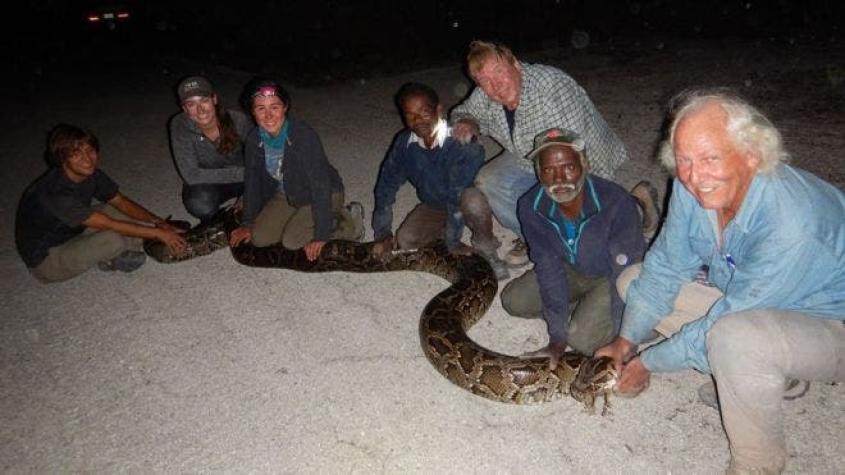 Cazadores de serpientes indios, la última estrategia de Florida para combatir la invasión de pitones