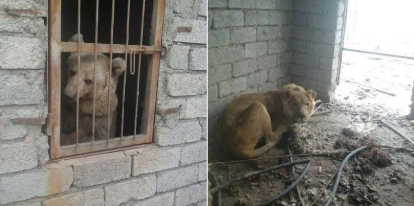 Solo dos animales sobrevivieron en el bombardeado zoológico de Mosul