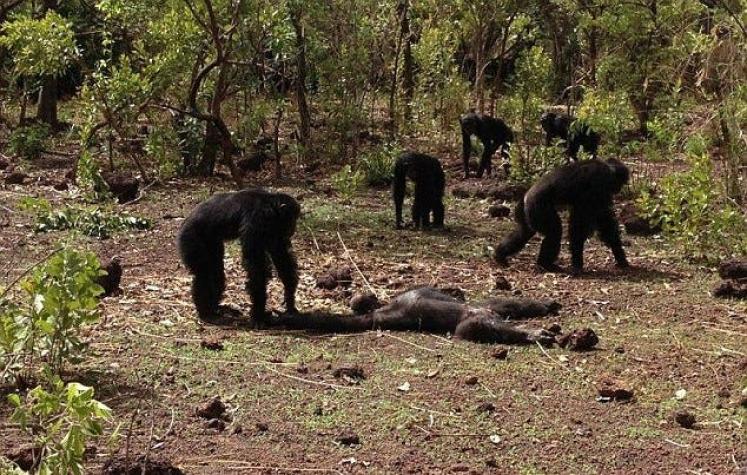 Un grupo de chimpancés mata y canibaliza a su tirano exlíder