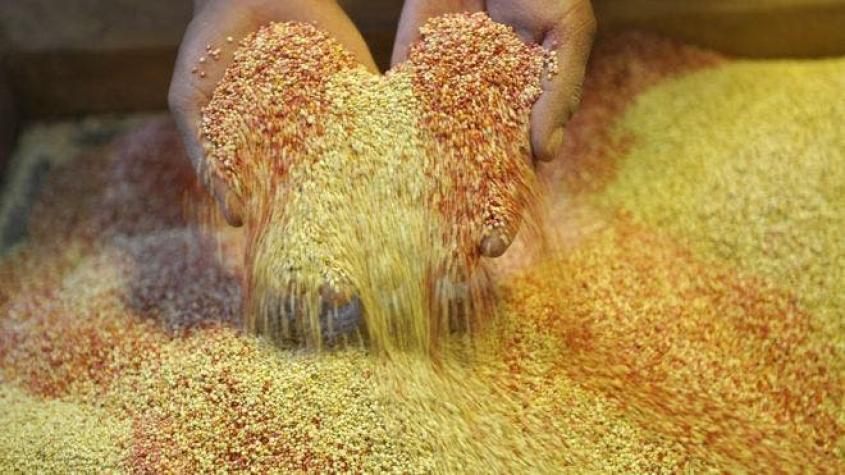 El revolucionario descubrimiento genético que hará caer el precio de la quinoa
