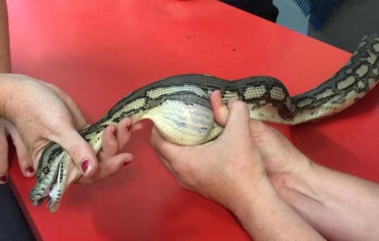 Impactante video muestra la intervención a una serpiente que se tragó una pelota de tenis