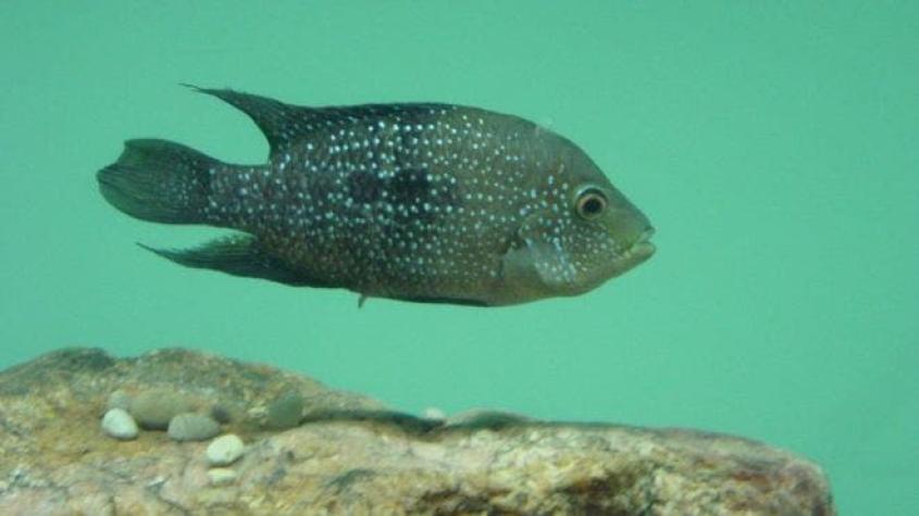 El pez que se cuela furtivamente en el apareamiento de otros para pasar su ADN