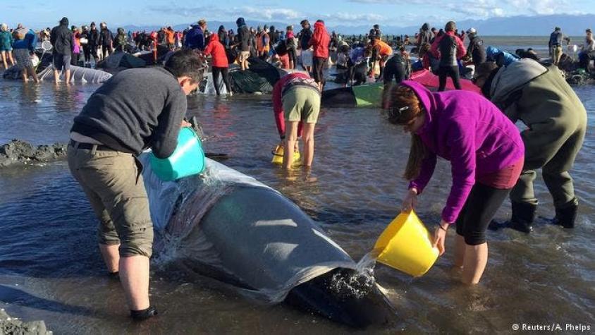 Tras muerte masiva, noventa ballenas luchan por sobrevivir