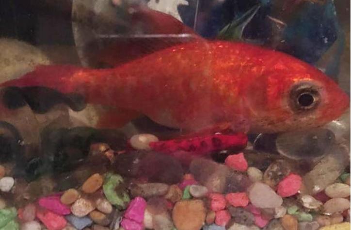 Una familia gastó US$250 para extirpar un tumor a su pez dorado de 20 años