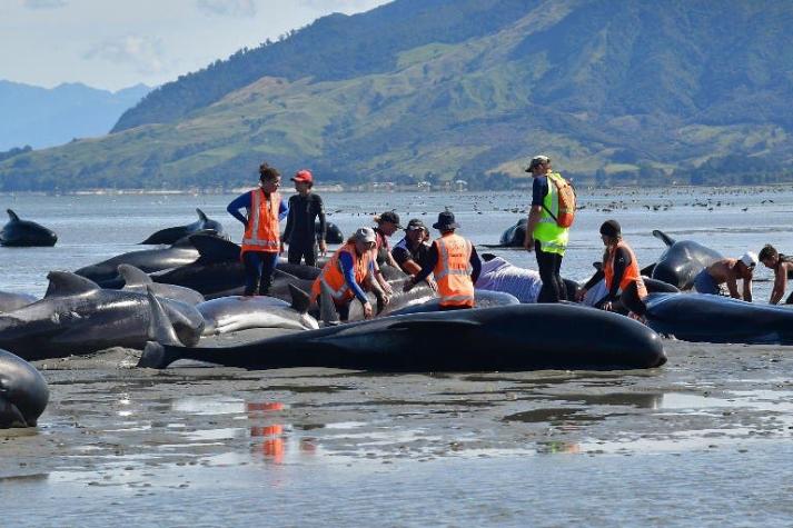 Cadena humana para evitar que más ballenas mueran encalladas en Nueva Zelanda