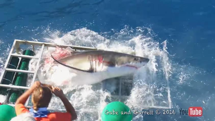 [VIDEO] Tiburón blanco ataca jaula con un buzo adentro
