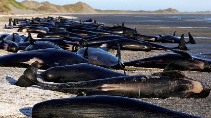 Riesgo de explosión: la monumental tarea de despejar una playa de cientos de ballenas muertas