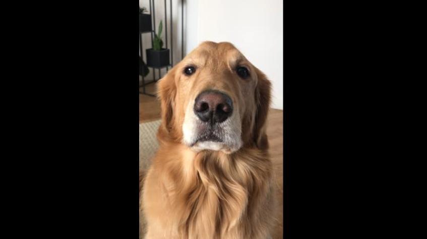 [VIDEO] Perro contradice a su dueña y enamora a miles en Youtube