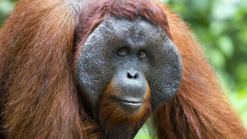 Los llamados de los orangutanes que esconden la clave de la evolución del habla humana