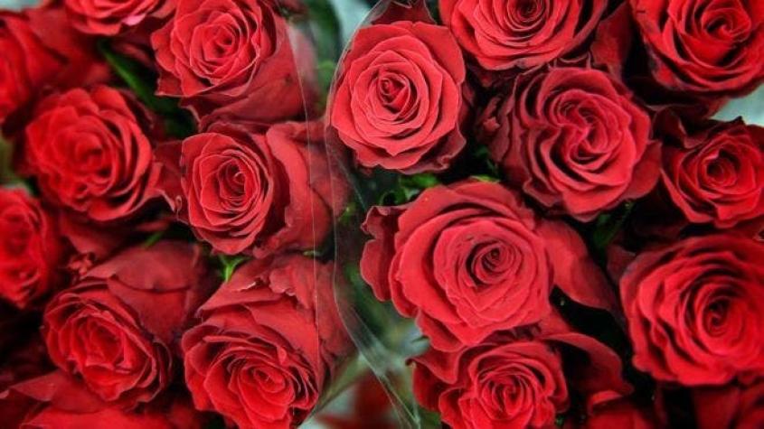 ¿Cómo alargar la vida de las flores que te regalaron para San Valentín?