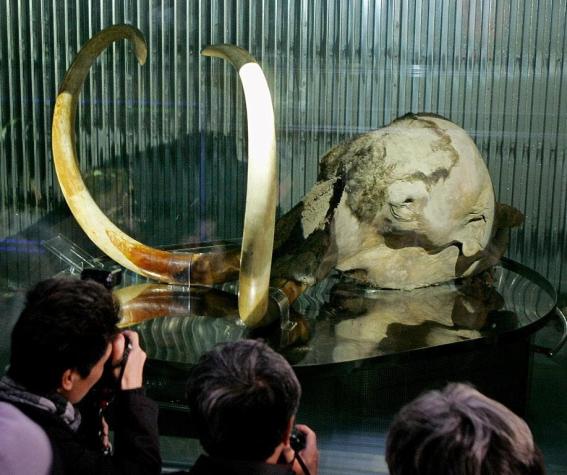 Científicos aseguran que el mamut está cerca de volver a la vida