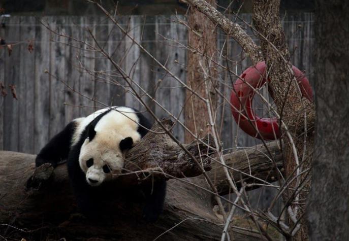 Panda nacida en Estados Unidos regresó a China tras 16 horas de viaje