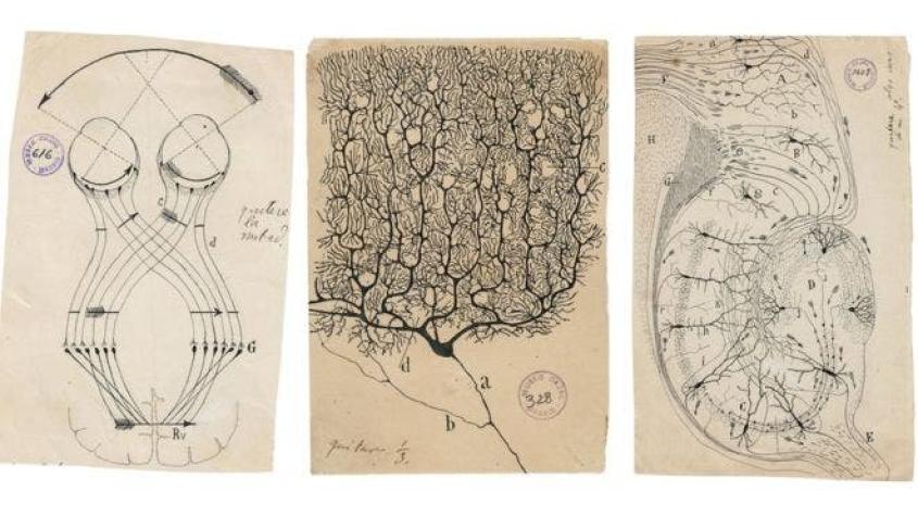 Los dibujos que revolucionaron hace un siglo nuestra manera de entender el cerebro