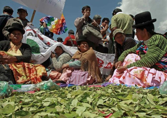 Bolivia: Hasta 12.000 hectáreas de Coca se podrán cosechar de acuerdo con la nueva ley