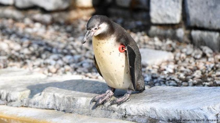 El misterio del pingüino muerto en Mannheim