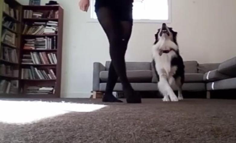 El talentoso perro que practica danza irlandesa junto a su dueña