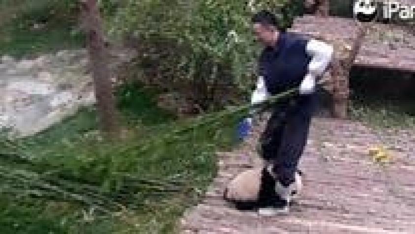 [VIDEO] El irresistible panda acosador que no quiere soltar la pierna de su cuidador